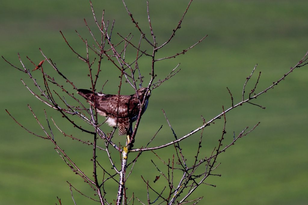 Common buzzard g51c8b0808